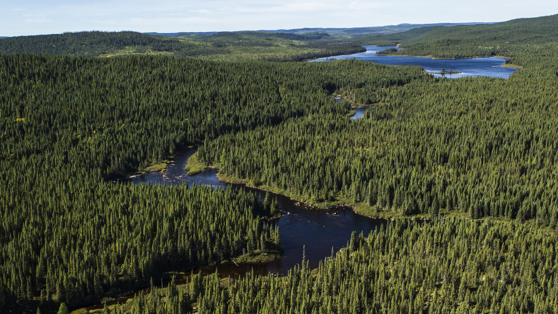 What Is the Boreal Forest? Why Is Its Future Key to Us All? | Boreal Forest  Facts